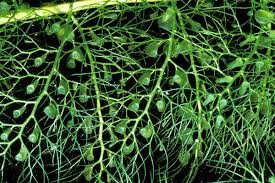 Attēlu rezultāti vaicājumam “Utricularia x neglecta leaf”