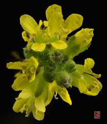 Attēlu rezultāti vaicājumam “Sisymbrium volgense flower”