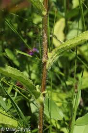 Attēlu rezultāti vaicājumam “Campanula cervicaria flower”