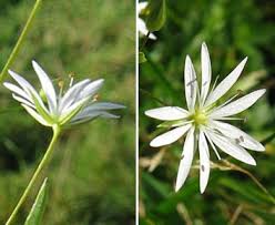 Attēlu rezultāti vaicājumam “Stellaria graminea flower”