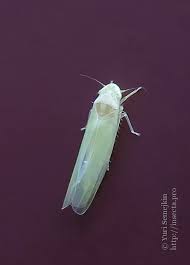 Attēlu rezultāti vaicājumam “Empoasca sp.”