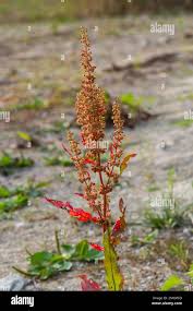 Attēlu rezultāti vaicājumam “Rumex confertus”