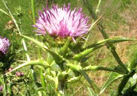 Image result for Silybum marianum