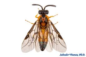 Attēlu rezultāti vaicājumam “Argidae”