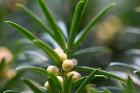 Attēlu rezultāti vaicājumam “Taxus baccata female flower”