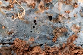 Attēlu rezultāti vaicājumam “Byssocorticium atrovirens”