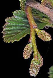 Attēlu rezultāti vaicājumam “Alnus incana female flower”