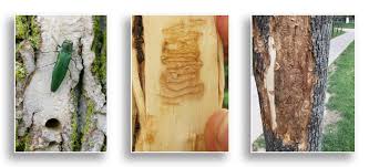 Attēlu rezultāti vaicājumam “Heterotrichia insignis (syn. Arcyria insignis) macro”