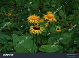 Image result for Telekia speciosa