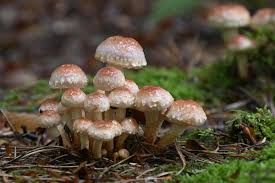 Attēlu rezultāti vaicājumam “Hypholoma lateritium”