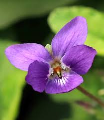Image result for Viola odorata