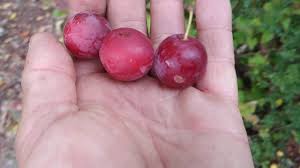 Attēlu rezultāti vaicājumam “Prunus cerasifera var. divaricata”