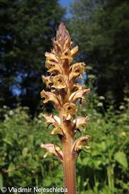 Attēlu rezultāti vaicājumam “Orobanche reticulata flower”