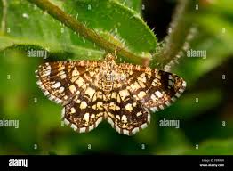 Attēlu rezultāti vaicājumam “Chiasmia clathrata”