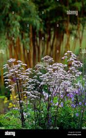 Attēlu rezultāti vaicājumam “Valeriana officinalis flower”