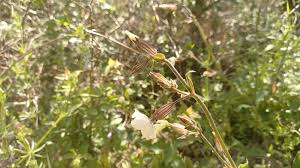 Attēlu rezultāti vaicājumam “Silene latifolia subsp. alba”