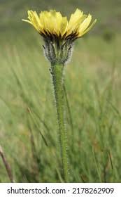 Attēlu rezultāti vaicājumam “Hypochaeris maculata”