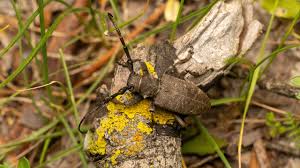 Attēlu rezultāti vaicājumam “Lamia textor”