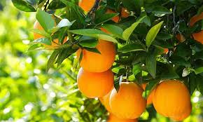 Attēlu rezultāti vaicājumam “Juglans x sinensis fruit”