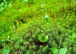 Attēlu rezultāti vaicājumam “Campylium stellatum sporophyte”