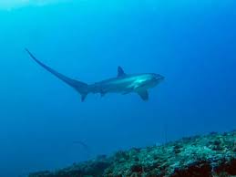 Image result for Alopias pelagicus