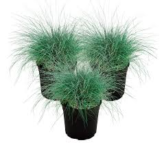 Attēlu rezultāti vaicājumam “Festuca ovina fruit”