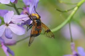 Attēlu rezultāti vaicājumam “Calystegia inflata flower”
