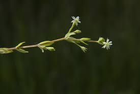 Attēlu rezultāti vaicājumam “Stellaria uliginosa”