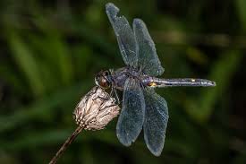 Attēlu rezultāti vaicājumam “Leucorrhinia”