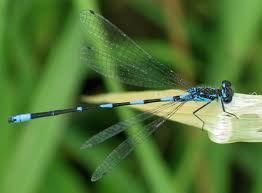 Attēlu rezultāti vaicājumam “Coenagrion pulchellum”