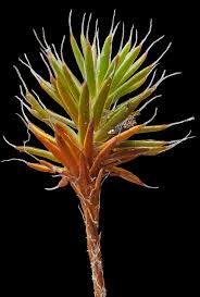 Attēlu rezultāti vaicājumam “Polytrichum piliferum”