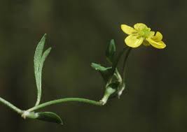 Attēlu rezultāti vaicājumam “Ranunculus flammula”