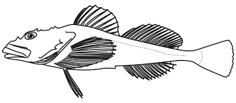 Image result for Myoxocephalus octodecemspinosus