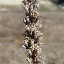 Attēlu rezultāti vaicājumam “Lythrum salicaria fruit”