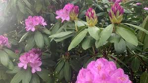 Attēlu rezultāti vaicājumam “rhododendron”