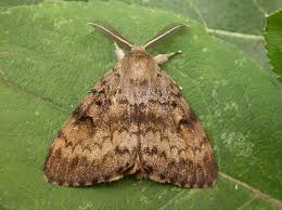 Attēlu rezultāti vaicājumam “Lymantria dispar”