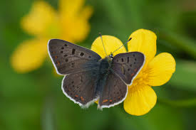 Attēlu rezultāti vaicājumam “Lycaena tityrus female”