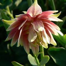 Image result for Aquilegia vulgaris `Nora Barlow`