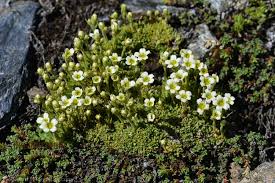 Attēlu rezultāti vaicājumam “Saxifraga cymbalaria fruit”