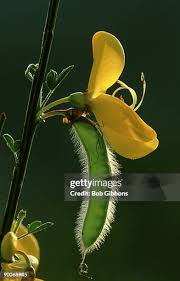 Attēlu rezultāti vaicājumam “Cytisus scoparius fruit”