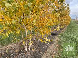 Attēlu rezultāti vaicājumam “Betula”