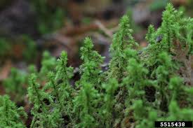 Attēlu rezultāti vaicājumam “Rhytidiadelphus triquetrus sporophyte”