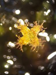 Attēlu rezultāti vaicājumam “Frullania fragilifolia”