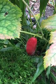 Attēlu rezultāti vaicājumam “Podophyllum hexandrum fruit”