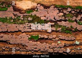 Attēlu rezultāti vaicājumam “Xylobolus frustulatus”