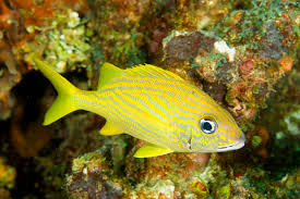 Image result for Haemulon flavolineatum