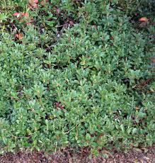 Attēlu rezultāti vaicājumam “Arctostaphylos uva-ursi leaf”