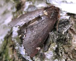 Attēlu rezultāti vaicājumam “Odontosia carmelita”