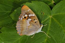 Attēlu rezultāti vaicājumam “Apatura ilia male”