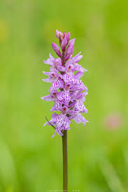 Attēlu rezultāti vaicājumam “Dactylorhiza”